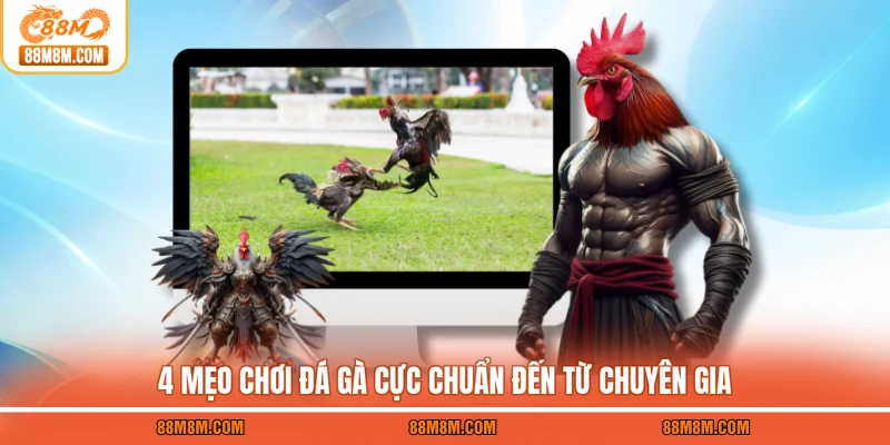 4 mẹo chơi đá gà cực chuẩn đến từ chuyên gia