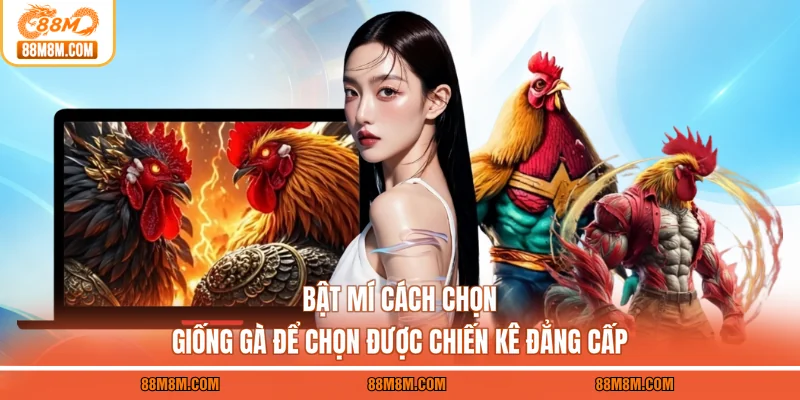 Bật Mí Cách Chọn Giống Gà Để Chọn Được Chiến Kê Đẳng Cấp