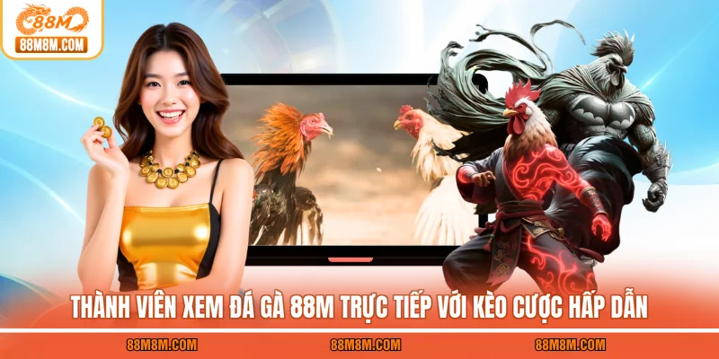 Thành viên xem đá gà 88M trực tiếp với kèo cược hấp dẫn
